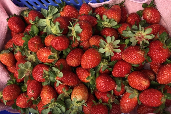 Tìm hiểu trước các địa chỉ vườn dâu uy tín, các điểm bán dâu chất lượng