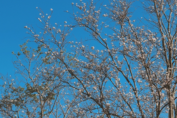 Hoa trắng muốt, nhỏ xíu, nổi bật giữa trời Đà Lạt