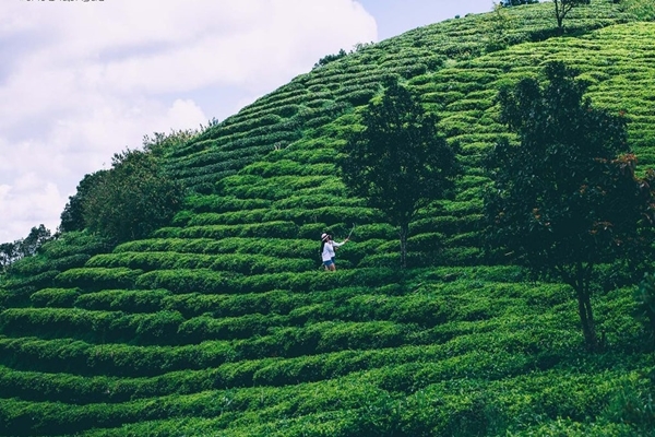 Đồi chè trải dài đến tận chân trời