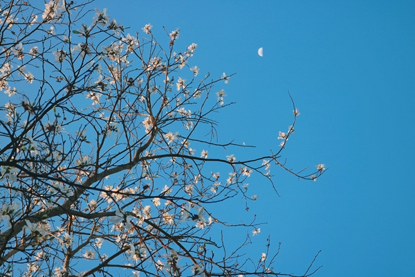 Hoa ban trắng được đưa về trồng tại Đà Lạt từ năm 2007