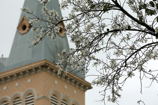 Hoa ban trắng được trồng xung quanh thành phố