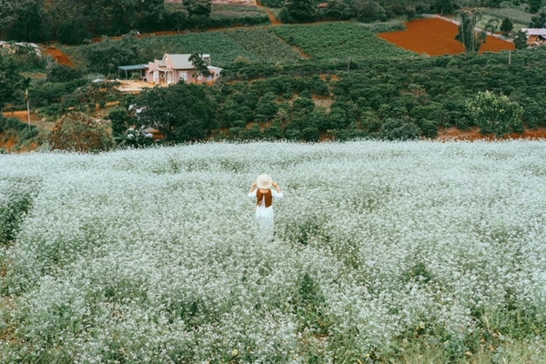 Nhiều bạn trẻ đã tìm đến đây để lưu giữ lại những khoảnh khắc đẹp nhất