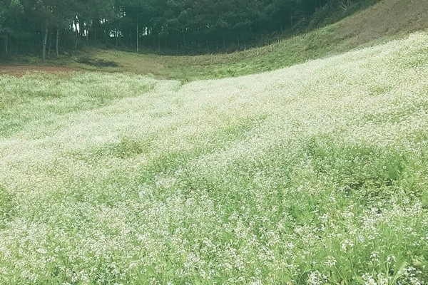 Hoa cải trắng muốt, nhỏ li ti