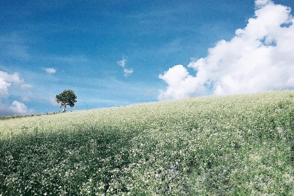 Cảnh đẹp tựa như trong một khu vườn cổ tích