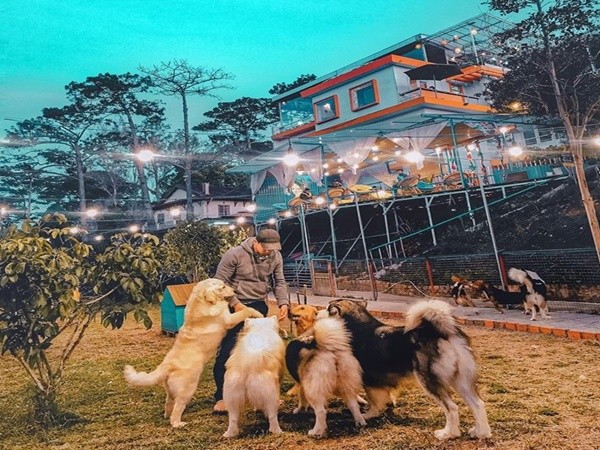 Rất nhiều chú cún đáng yêu đợi bạn đến cưng nựng