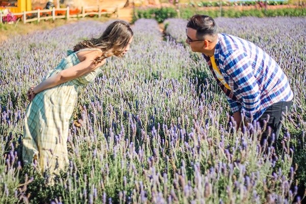 Cánh đồng hoa lavender ở khu Hồ Tuyền Lâm