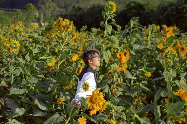 Đến Đà Lạt tháng 7 để ngắm cánh đồng hoa hướng dương - Ảnh: Trịnh Bảo Thịnh