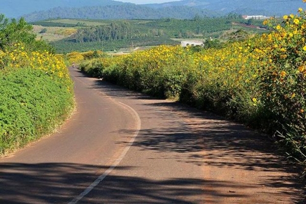 Đèo Đran thơ mộng với hoa dã quỳ hai bên