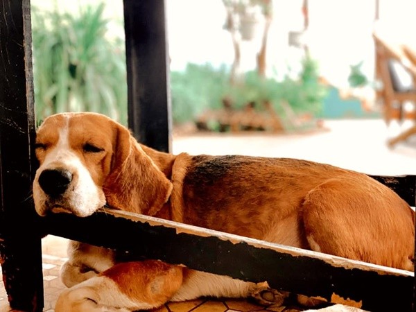 Em chó rất ngoan ngoãn và đáng yêu