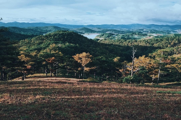 Tuyệt tác của thiên nhiên: rừng thông và đồi cỏ hồng