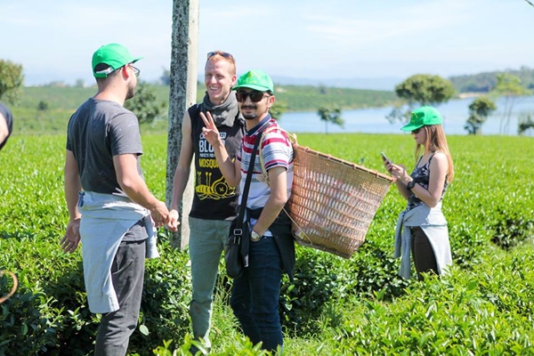 Du khách có thể tham quan và trực tiếp hái chè