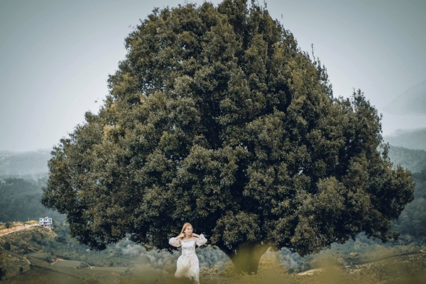 Cây trà đại thụ nằm tại khu vực Cầu Đất (Đà Lạt)