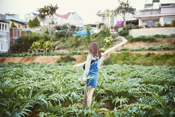 Vườn atiso tại nhà máy sản xuất Ladophar