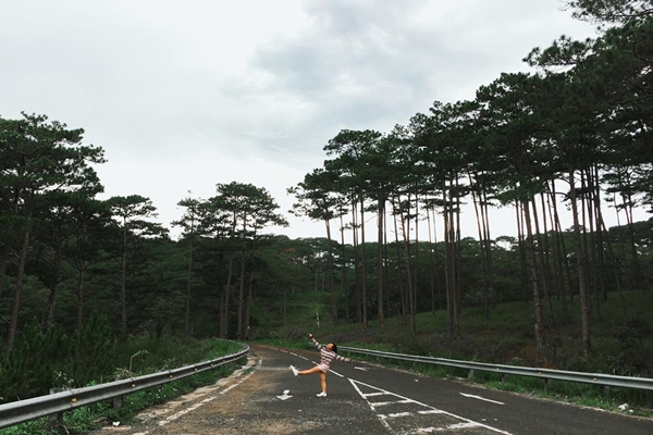 Rừng thông trên đèo Prenn