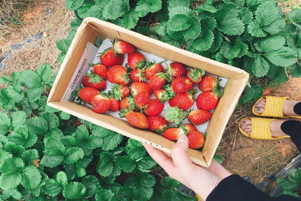 Những quả dâu ngon sẽ có màu đỏ tươi, mọng nước