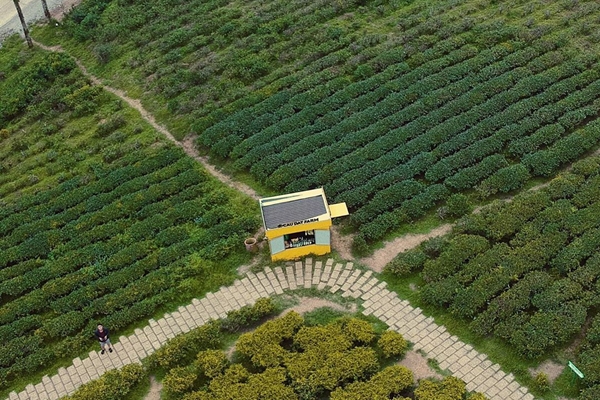 Cầu Đất Farm - địa điểm du lịch canh nông thu hút du khách