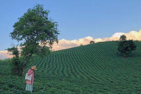 Đồi chè xanh mát, trải dài đến tận chân trời