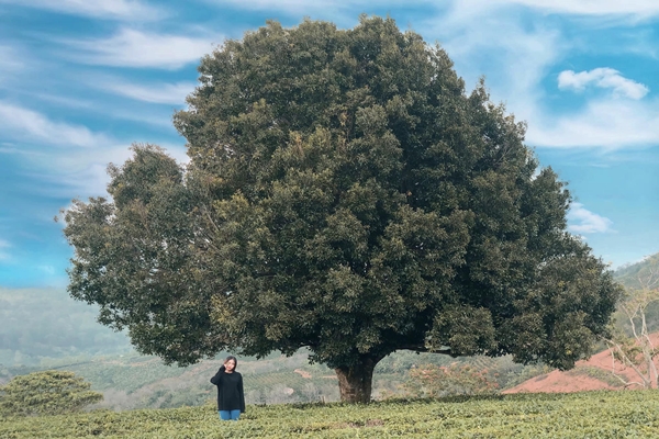 Du khách thích thú khi ghé đồi chè tham quan và chụp ảnh