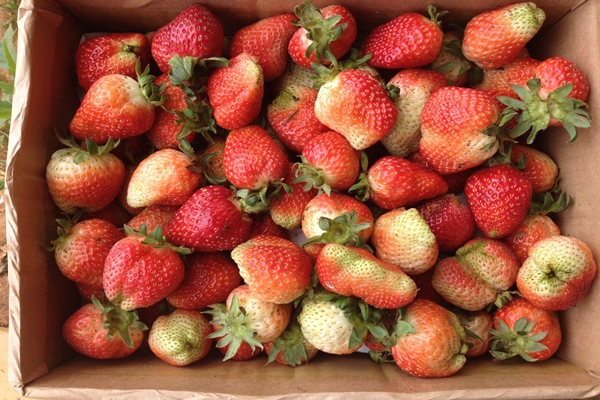 Những hạt dâu thường nằm cách xa nhau