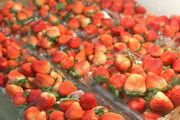 Dâu tây Đà Lạt có màu đỏ không đồng đều, sậm màu ở thân, phần cuống hơi trắng