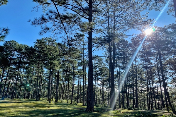 Rừng thông trong khu du lịch hồ Tuyền Lâm