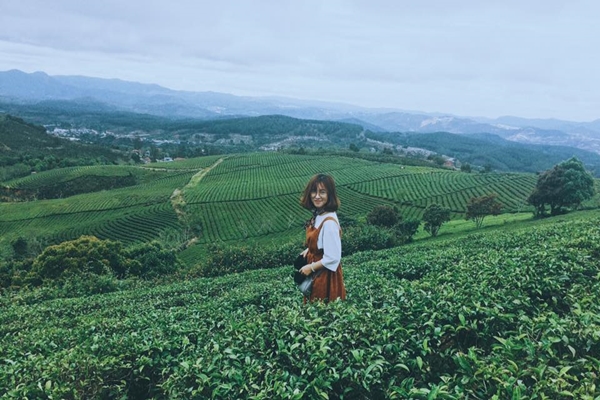 Đồi chè mở cửa cho du khách tham quan miễn phí