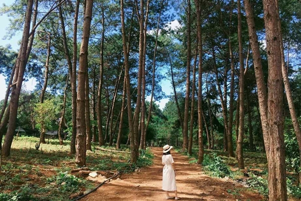 Dù sáng sớm hay chiều tà, rừng thông đều đẹp như tranh vẽ