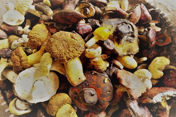 Thành quả của một ngày trải nghiệm hái nấm