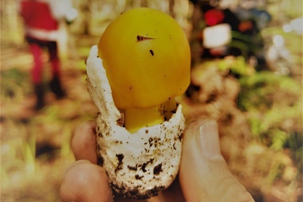 Nấm hột gà là loại nấm rất khó tìm