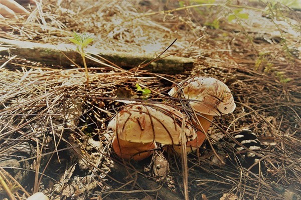 Loại nấm kaki thường mọc nhiều và khá dễ tìm