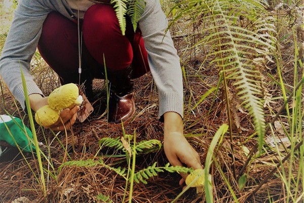 Nấm mọc ở dưới những lớp lá thông