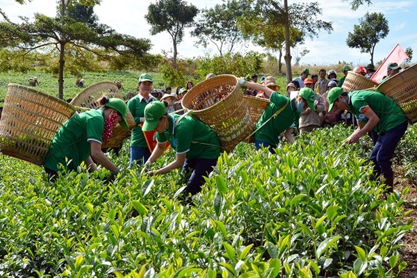 Hoạt động thi hái lá trà trong lễ hội