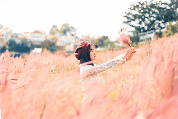 Cỏ đuôi chồn thường có sắc hồng hơi ngả tím