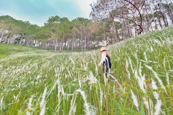 Cỏ tranh thường nở vào tháng 5 và kéo dài từ 2 đến 3 tuần