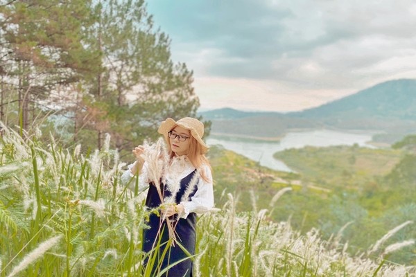 Cỏ mang sắc trắng nhẹ nhàng