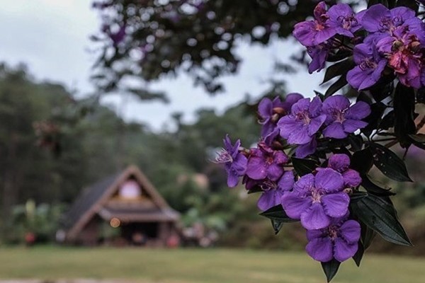 Cận cảnh hoa Pơ Ra Nhằng Đà Lạt