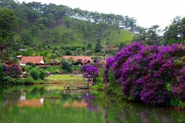 Sắc tím của hoa hòa quyện cùng sắc xanh của cây cối