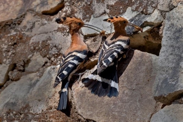 Cặp chim đầu rìu bố mẹ trước khi bị bắt hạ