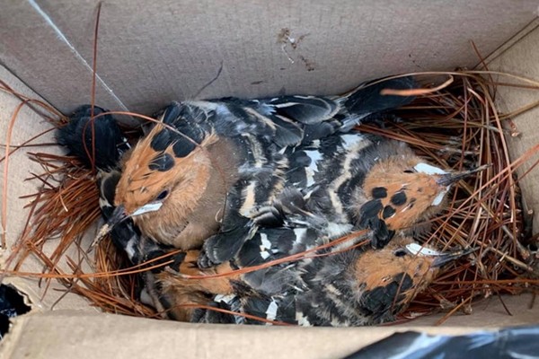 Đàn chim non được chăm sóc và sẽ thả về tự nhiên khi đủ cứng cáp