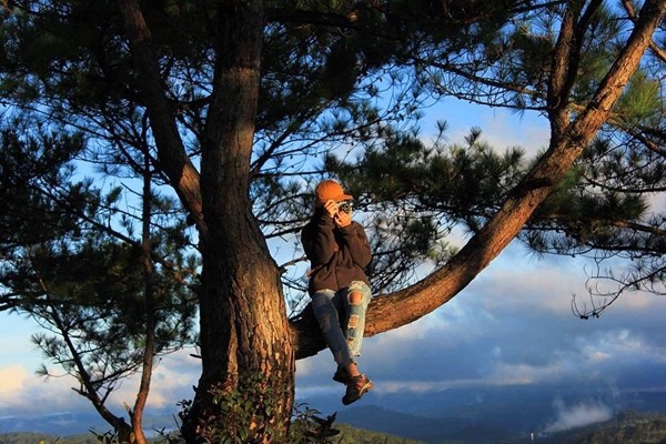 Ngồi vắt vẻo trên cành thông và ngắm nhìn thành phố