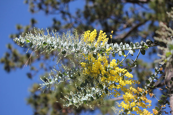 Đây là loài hoa đặc trưng của Đà Lạt