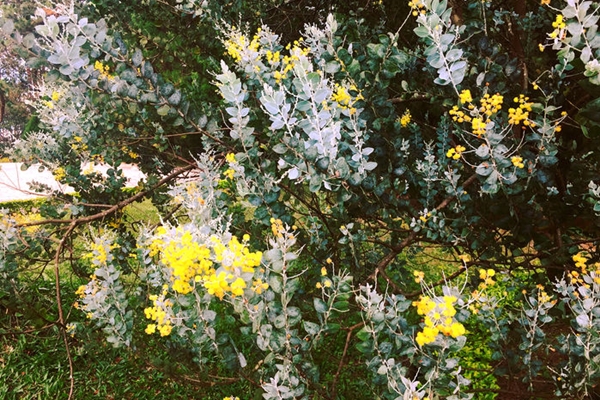 Hàng trăm cánh nhỏ chụm lại thành một bông Mimosa