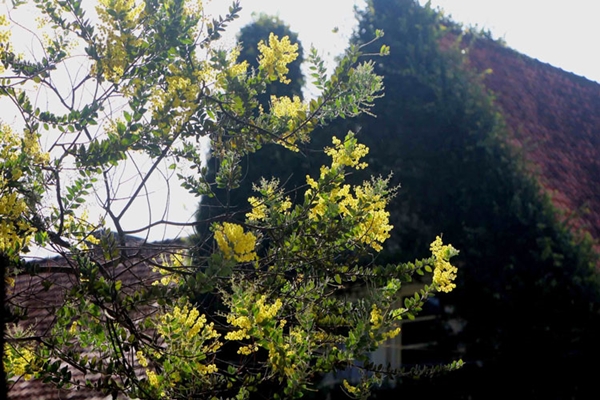 Mimosa chỉ nở khi thời tiết đã vào đông