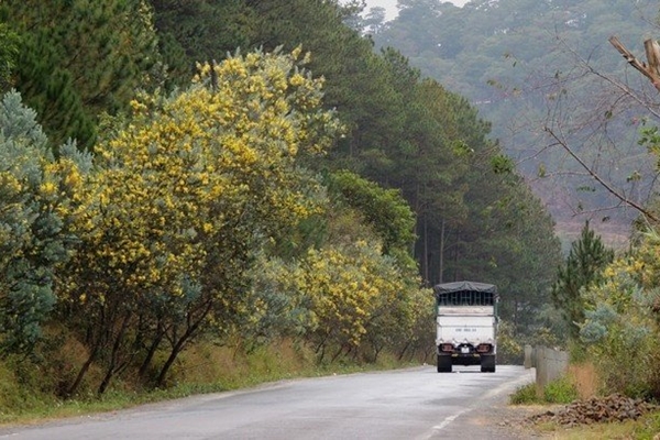 Hoa Mimosa nở rộ trên cung đèo cùng tên