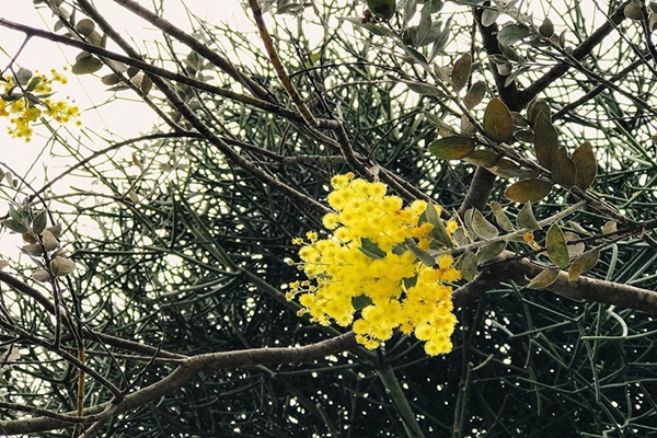 Sắc hoa rực rỡ trước tiết trời se lạnh của phố núi