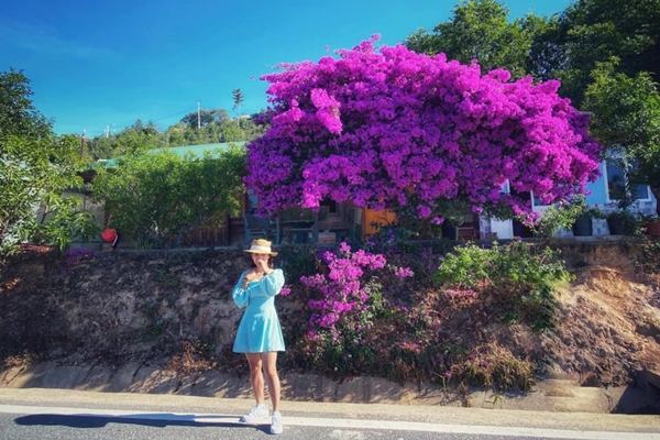 Hoa giấy nở đẹp nhất khi trời nắng