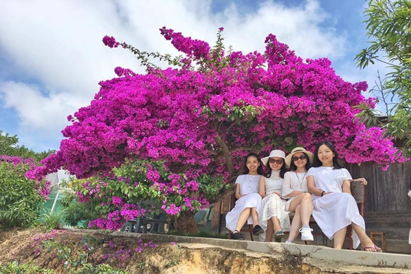 Cây hoa giấy đã hơn 30 năm tuổi