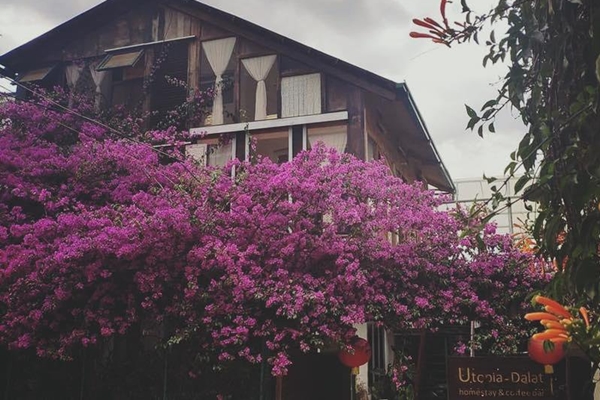 Cây hoa giấy trước cửa homestay