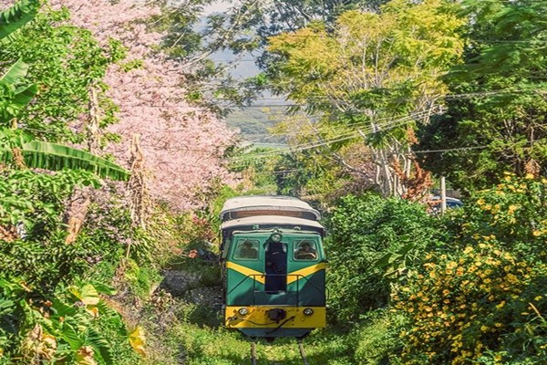 Đường tàu với 2 bên hoa nở rực rỡ