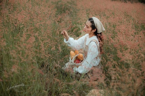 Cỏ hồng không mọc riêng lẻ mà thường trải dài thành cả cánh đồng